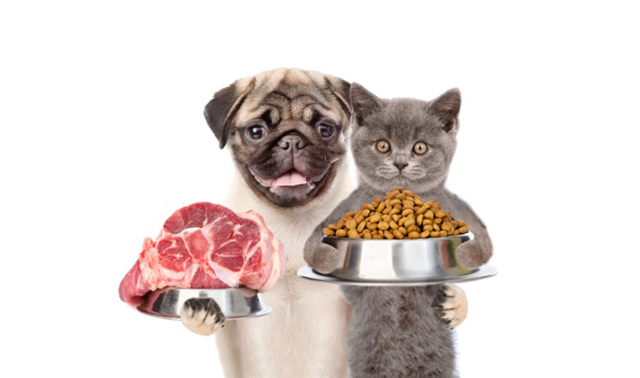 alimentacion perros y gatos